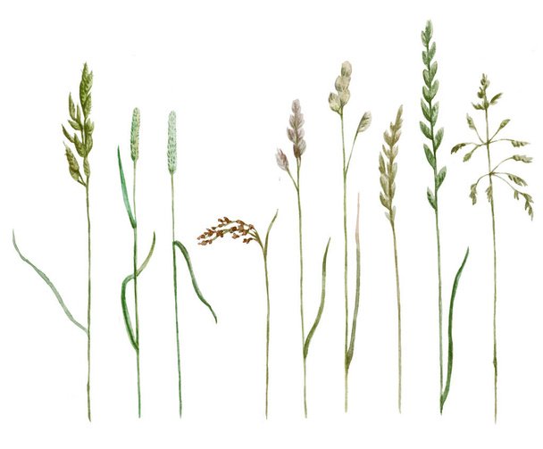 Watercolor hand drawn collection of meadow cereals.  - Foto, immagini