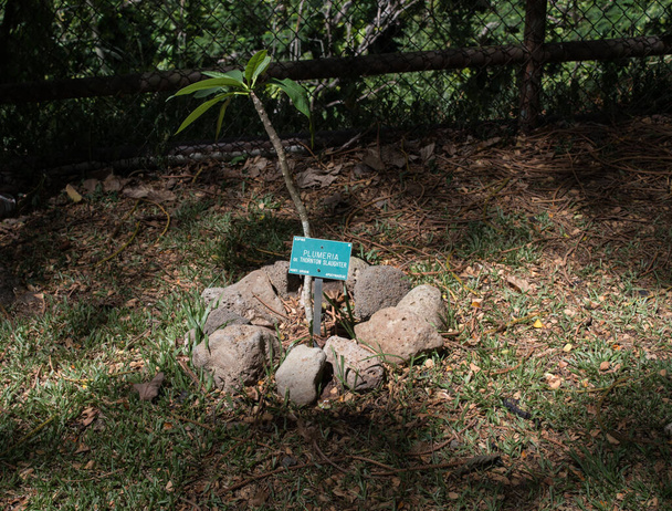 pieni Havaijin plumeria kukka puu istutetaan kasvaa puutarhassa metsävarannon saarella Oahu Havaijilla - Valokuva, kuva
