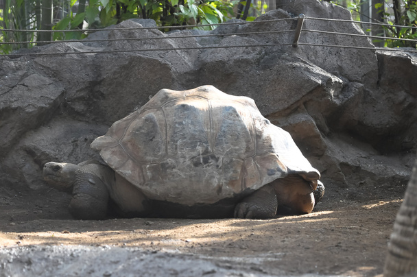 Большая Галапагосская черепаха
 - Фото, изображение