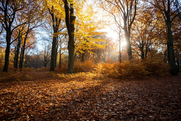 colourful foliage. deep light. falling leaves. winding paths. perfect outdoor weather. light and shadow in the forest. yellow, green and orange trees.  Berlin. late summer and autumn. walking at the morning. sunrise. sunlight. - Foto, Imagen