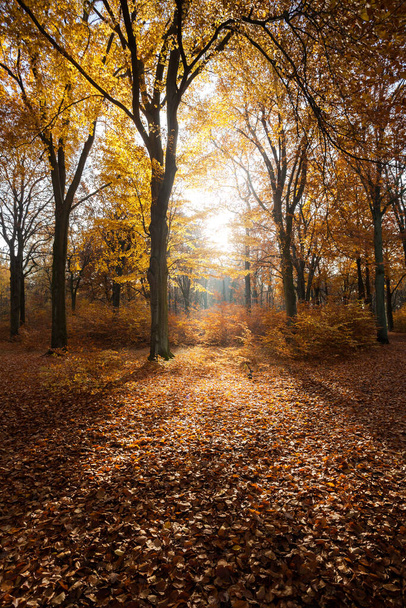 colourful foliage. deep light. falling leaves. winding paths. perfect outdoor weather. light and shadow in the forest. yellow, green and orange trees.  Berlin. late summer and autumn. walking at the morning. sunrise. sunlight. - Foto, Bild