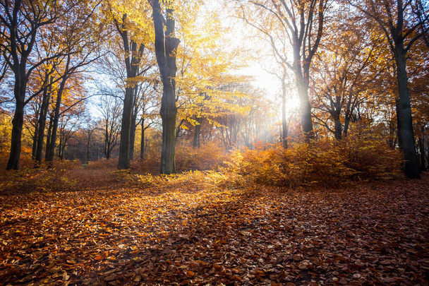 colourful foliage. deep light. falling leaves. winding paths. perfect outdoor weather. light and shadow in the forest. yellow, green and orange trees.  Berlin. late summer and autumn. walking at the morning. sunrise. sunlight. - Photo, Image