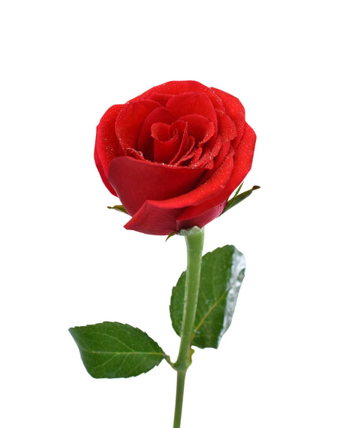 hermosa flor de rosa roja aislada sobre fondo blanco - Foto, Imagen