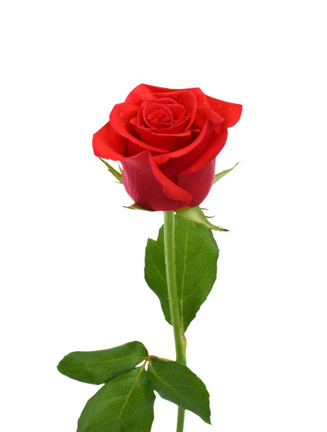 kaunis punainen ruusu kukka eristetty valkoisella taustalla - Valokuva, kuva