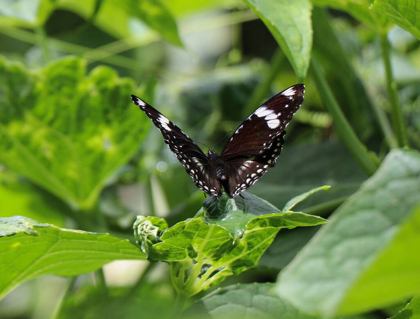Mariposa negra con manchas blancas encaramadas en hoja verde. - Foto, Imagen