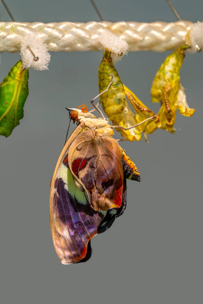 Butterflies farm. Sign In Different butterflies chrysalis on a branch  - Photo, Image