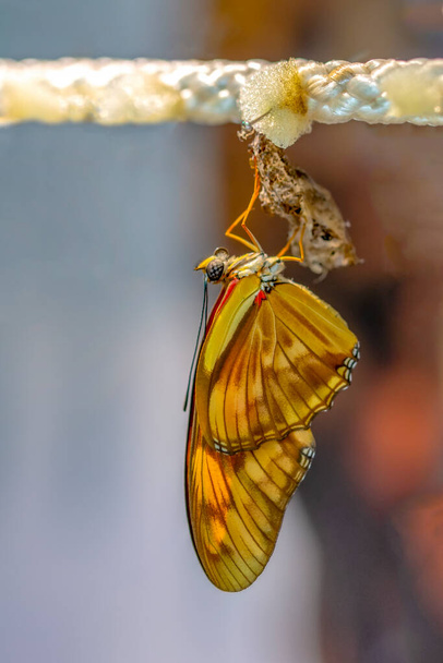 Kelebek çiftliği. Bir dalda farklı kelebeklerle koza imzası  - Fotoğraf, Görsel