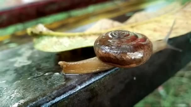 Escargot terrestre avec fond flou - Séquence, vidéo