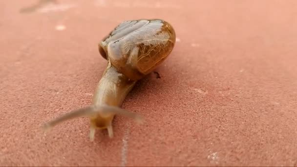 Land snail with blur background - Footage, Video