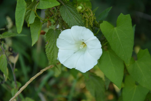A pair of hedge bindweed (Calystegia sepium), view from above. - Photo, Image