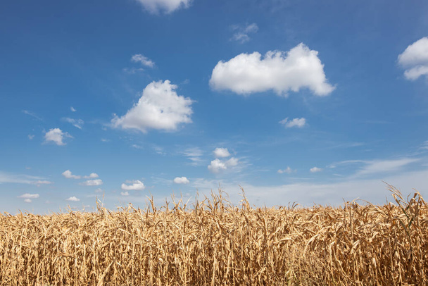 Campo di mais essiccato, cielo nuvoloso blu. Cornfield paesaggio rurale - Foto, immagini