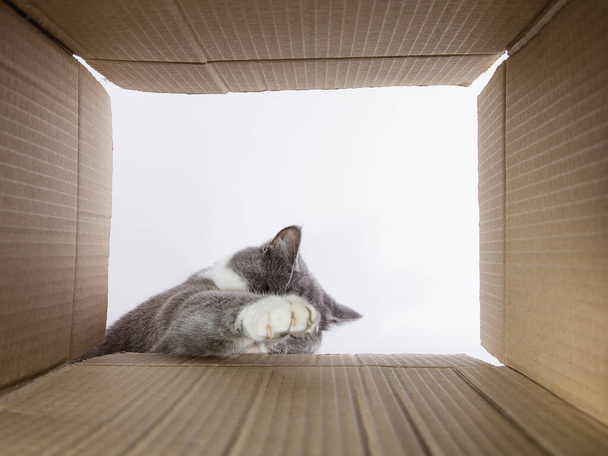 Grey beautiful cat, peeks into the cardboard carobka, curious pet checks interesting places. Copy space. - Photo, Image