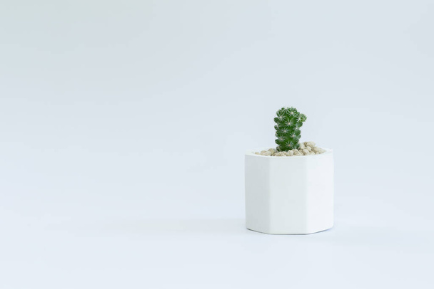 Cactus or succulent plants in pots, over white background. - Foto, Imagem