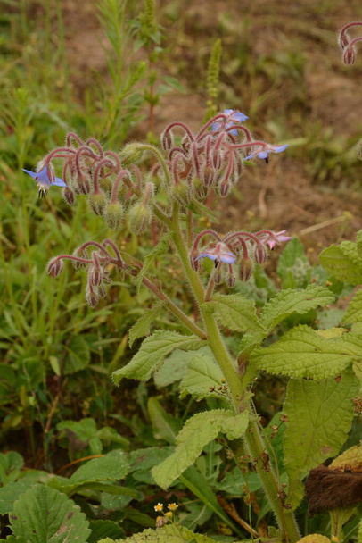 Imagen de cerca de flor de borraja (Borago officinalis) en un prado. Hierba melífera borago y condimento. - Foto, imagen