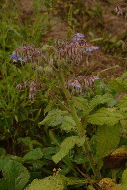 Imagen de cerca de flor de borraja (Borago officinalis) en un prado. Hierba melífera borago y condimento. - Foto, imagen