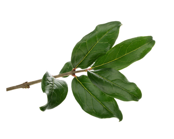 Granaatappel bladeren geïsoleerd op witte achtergrond met clipping pad - Foto, afbeelding