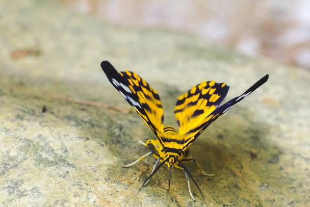Military Dysphania Moth empoleirada em rochas brancas ao longo de um canal colorido, uma borboleta da família Geometridae - Foto, Imagem