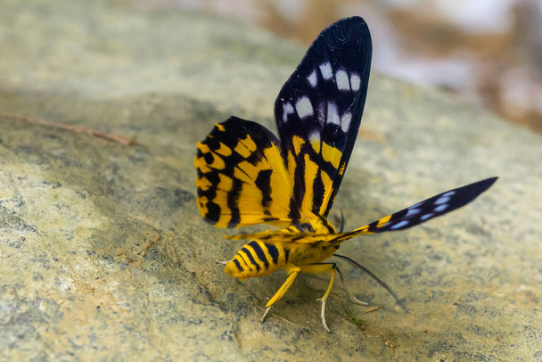Militaire Dysphania mot op witte rotsen langs een kleurrijk kanaal, een vlinder uit de familie van de spanners (Geometridae). - Foto, afbeelding