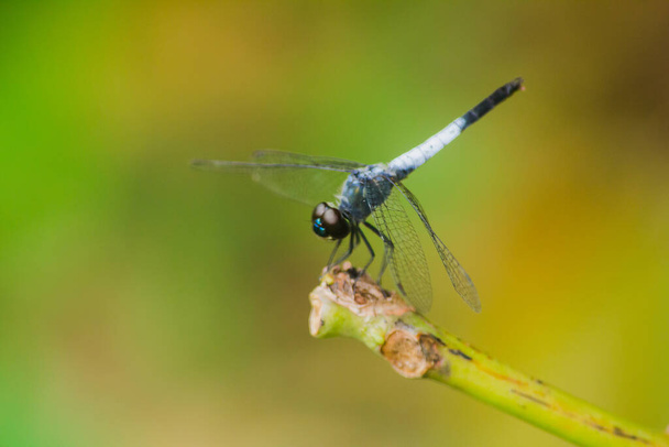 Uma libélula azul em um galho seco Para abrir asas para confiar no sol para descansar a jornada - Foto, Imagem