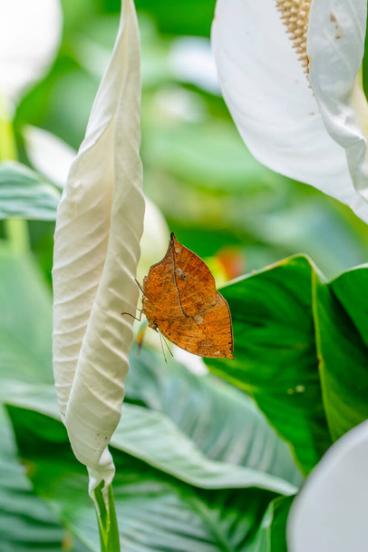 Makro çekimler, güzel doğa sahneleri. Yaklaş, güzel kelebek yaz bahçesindeki çiçekte oturuyor.. - Fotoğraf, Görsel