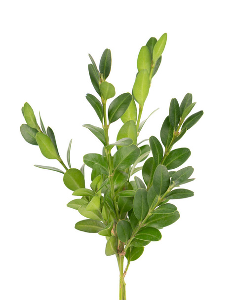 Boxwood branch isolated on white background. Green boxwood sprig. Buxus with clipping path. - Photo, Image