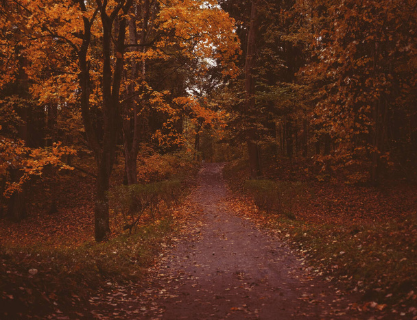 Beautiful autumn park. Park for relax - Zdjęcie, obraz