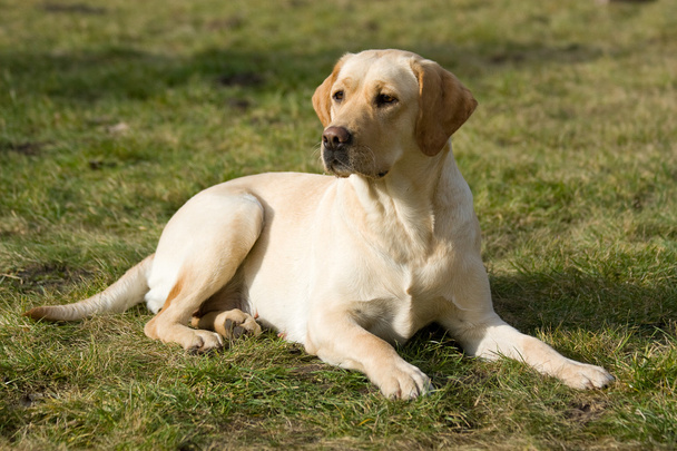 Labrador retriever - Foto, Imagen
