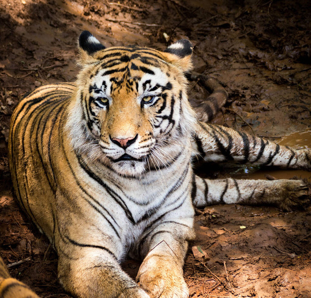 Un tigre real de Bengala descansando en su hábitat mientras vigila - Foto, Imagen