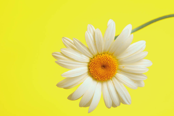 Beautiful daisy flower on yellow background - Foto, immagini