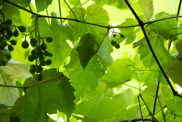 uvas verdes al sol primer plano en verano como fondo en Ucrania - Foto, Imagen