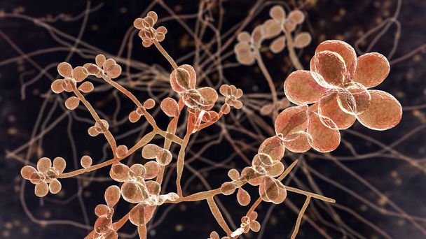 Sieni Sporothrix schenckii, aiheuttaja sporotrichosis, erityisen yleistä kukkakaupat ja puutarhurit. 3D-kuva osoittaa sieni-hyfae ja itiöt - Valokuva, kuva