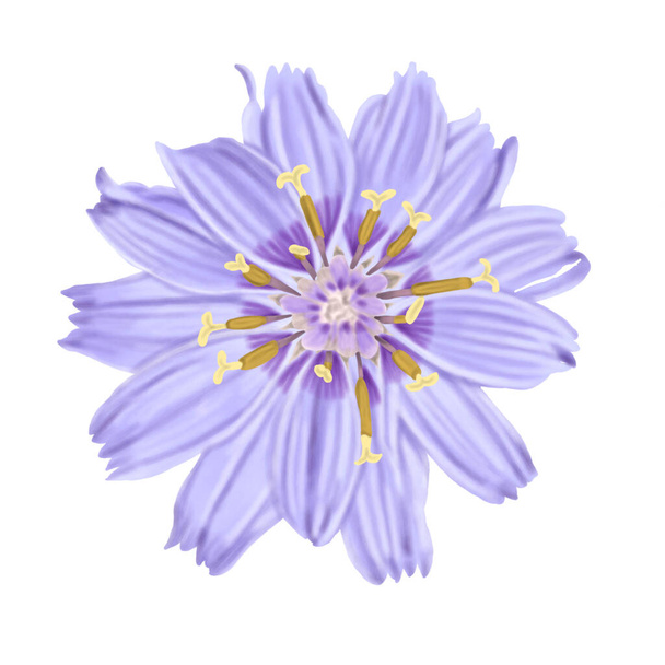 Ręczny rysunek kupidów dart (catanche caerulea) kwiaty w kwitnącej ilustracji - Zdjęcie, obraz