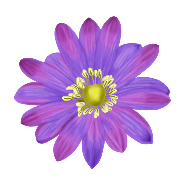 Hand draw of Anemone Blanda flower isolated on white background illustration - Φωτογραφία, εικόνα