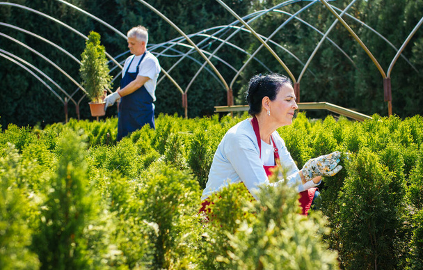 Jardinería. Trabajadores de alto nivel del jardín de viveros examinan y riegan las plantas - Foto, Imagen