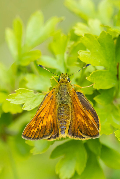 大規模なスキッパーの閉鎖緑の葉の上にオクロデスシルバヌス蝶、休息. - 写真・画像