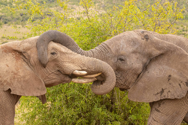 Két elefánt (Loxodonta Africana) ölelésében, Pilanesberg Nemzeti Park, Dél-Afrika. - Fotó, kép