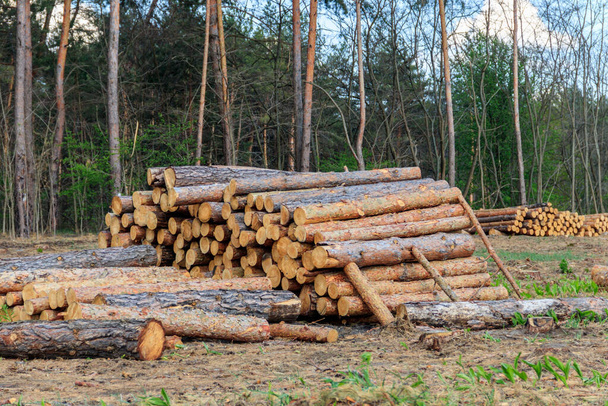 Hromaděné kmeny stromů pokácené dřevařským průmyslem v borovém lese - Fotografie, Obrázek