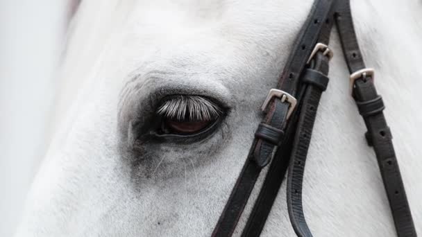 Primo piano dell'occhio di un cavallo bianco imbrigliato. Occhio lampeggiante con ciglia. - Filmati, video