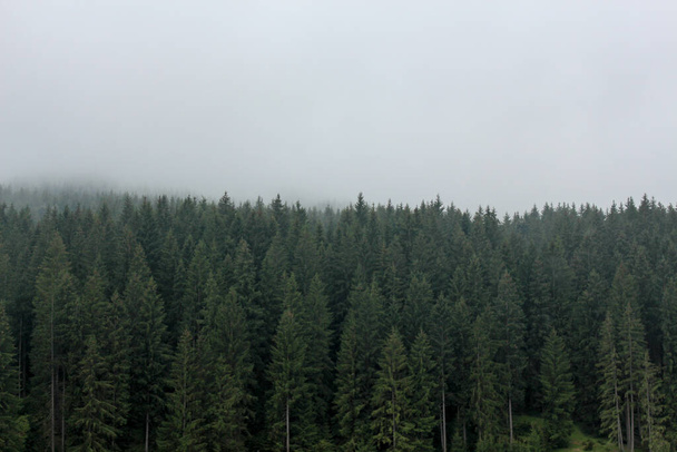 天気の悪い松の木の森 - 写真・画像