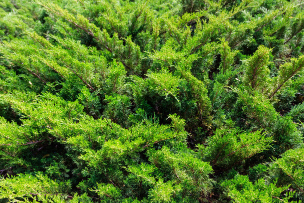 Természetes háttér a zöld boróka bokrok - Fotó, kép