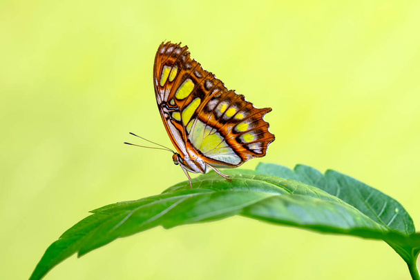 Makroaufnahmen, Schöne Naturszene. Nahaufnahme schöner Schmetterling sitzt auf der Blume in einem Sommergarten. - Foto, Bild