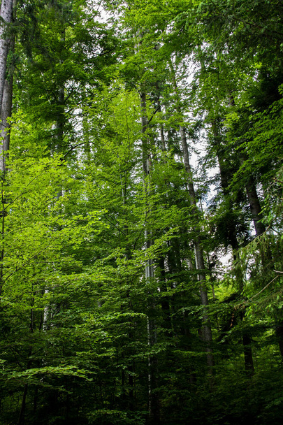 森の中の非常に背の高い木-下から上への眺め-明るい緑 - 写真・画像