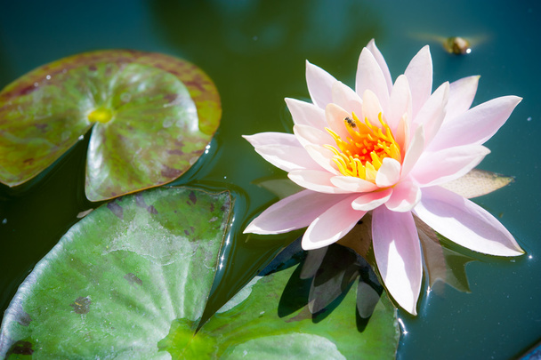 piękny różowy kwiat lilii wodnej lub lotosu w stawie - Zdjęcie, obraz