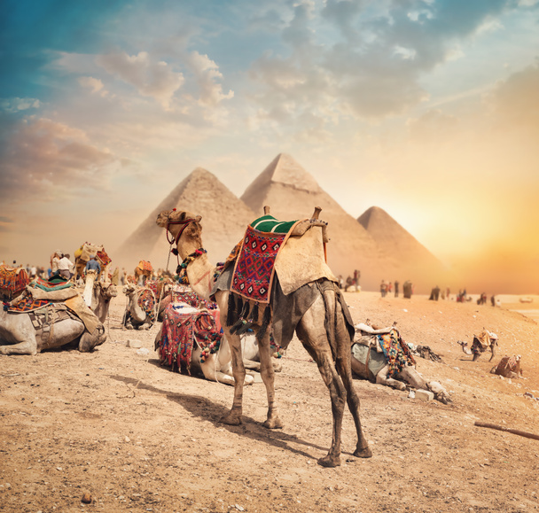 Camellos cerca de pirámides - Foto, imagen