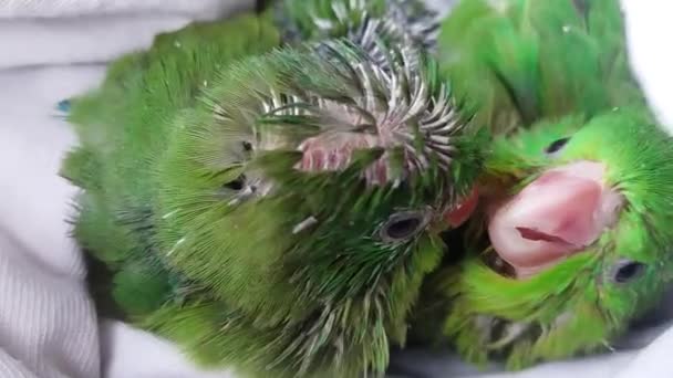 Aves juveniles de color verde con plumas en pleno crecimiento. - Footage, Video