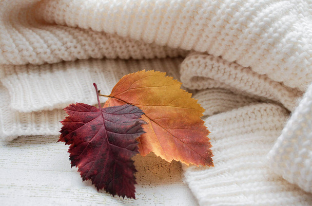 Przytulny biały ciepły sweter proste warkocze z jasnożółtymi, czerwonymi i burgundowymi jesiennymi liśćmi. Koncepcja jesieni, komfort, nadchodzące zimno, szczególny nastrój. - Zdjęcie, obraz