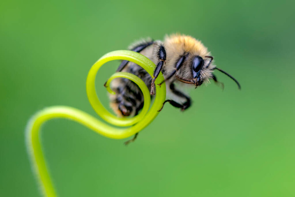 Пчела в зеленой природе  - Фото, изображение