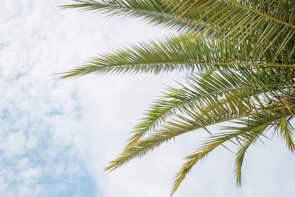 Closeup on green palm leaves border isolated on sky background, fresh exotic tree foliage, paradise beach, summer vacation and holiday concept - Φωτογραφία, εικόνα