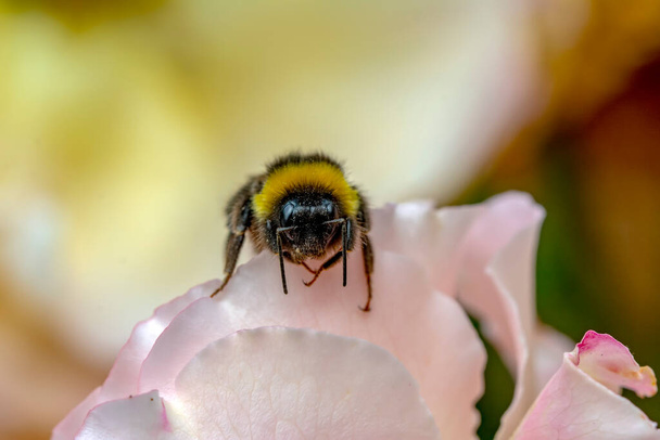 Hermosa abeja macro en la naturaleza verde  - Foto, imagen