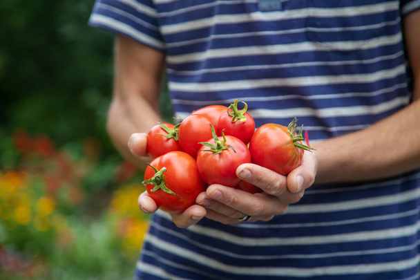 harvest of tomatoes in the hands of a man. Selective focus.nature - Photo, Image